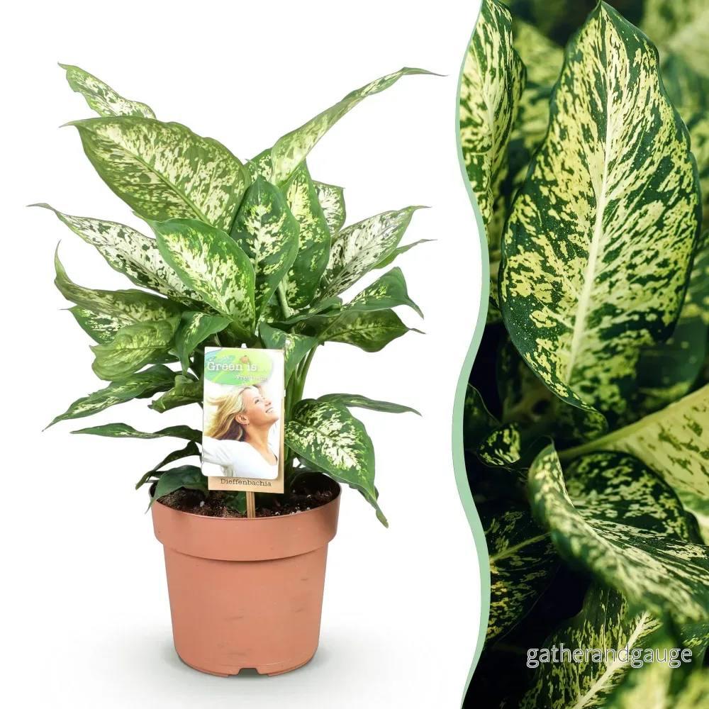 Dieffenbachia Compacta - Bild 2