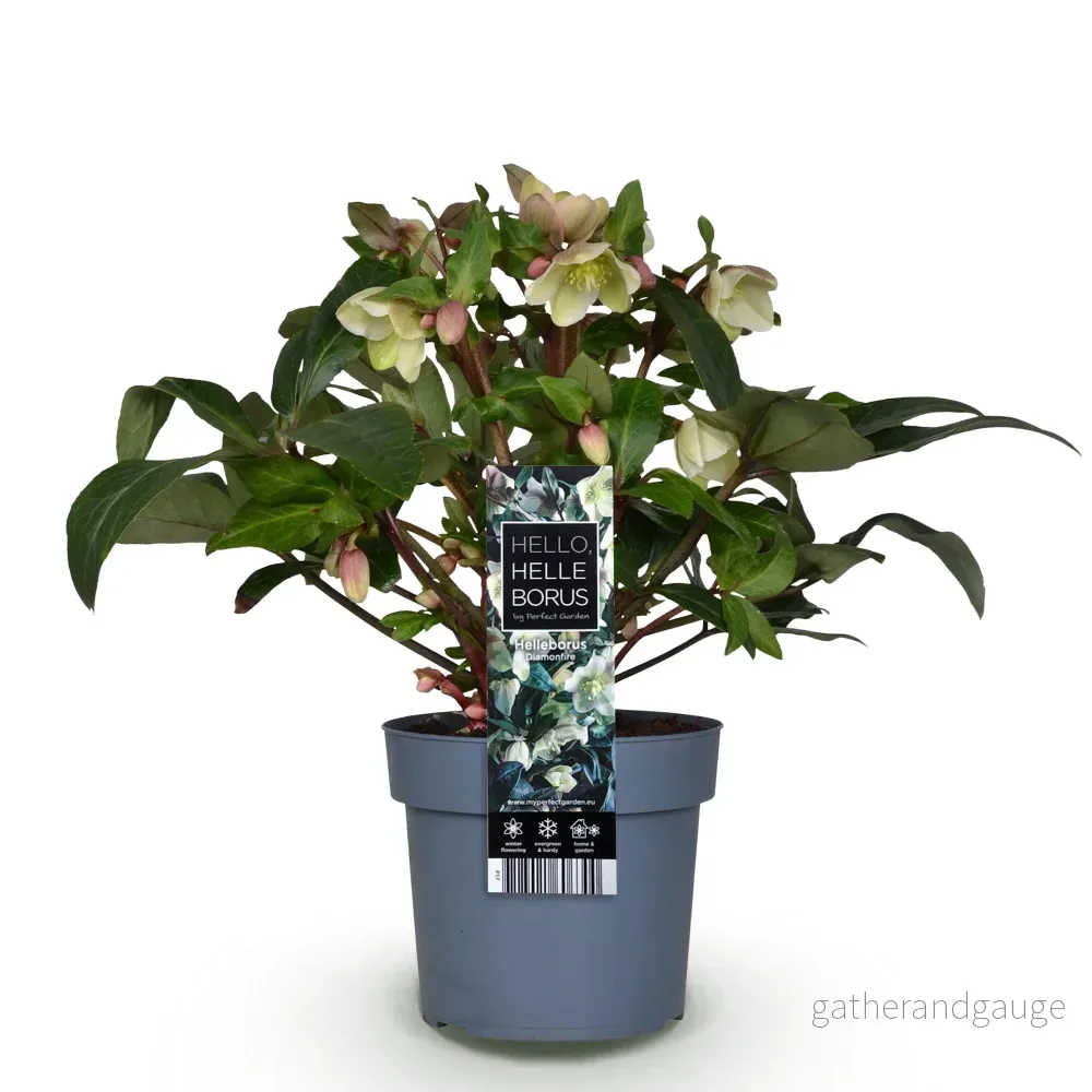 Julros (Helleborus x hybridus) 'Diamfire' - Bild 3