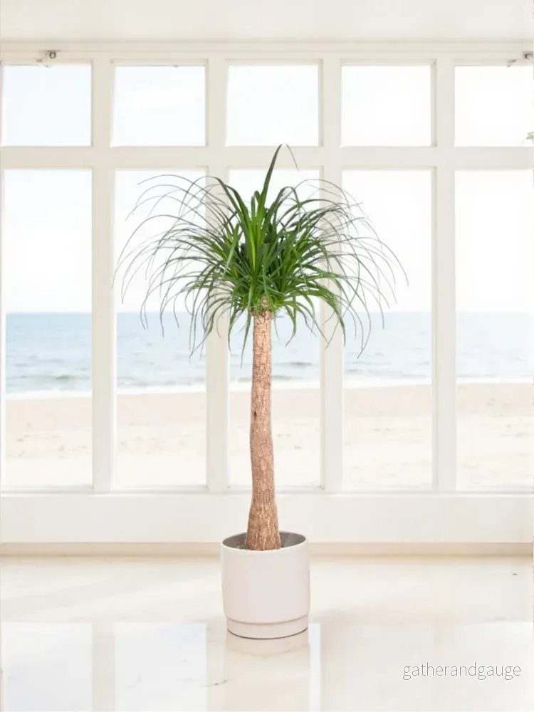Beaucarnea Beaucarnea