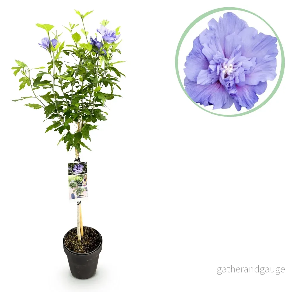 Althéa (Hibiscus syriacus) 'Blue Chiffon' - Bild 2