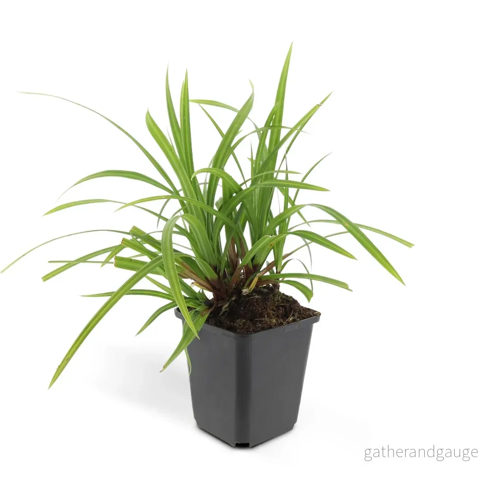 Japansk Starr (Carex morrowii) 'Irish Green' - Bild 3