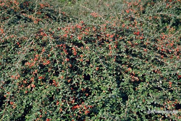 Cotoneaster De Dammer (Cotoneaster x suecicus) 'Coral Beauty' - Bild 3