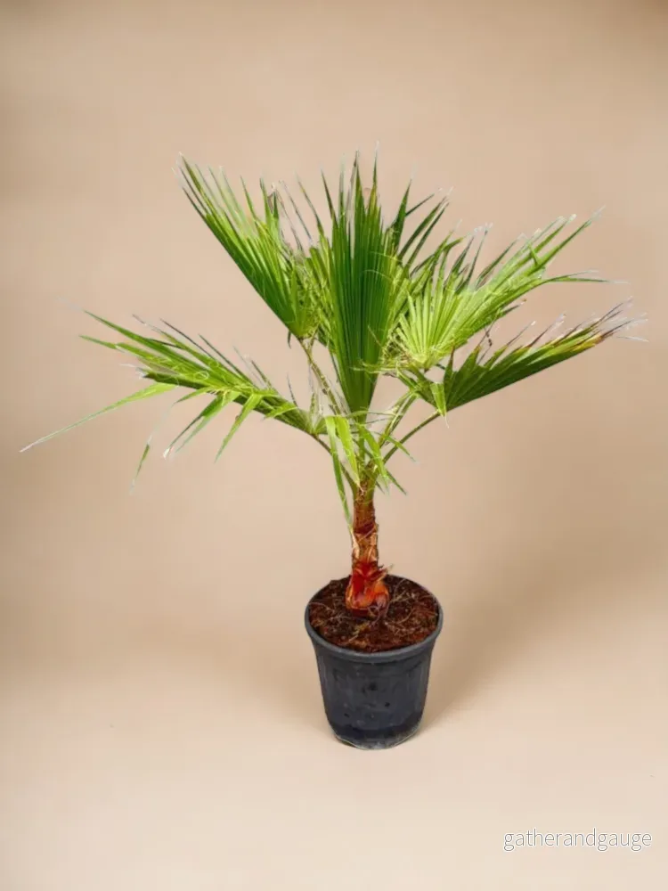 Washingtonia Palm Washingtonia Palm