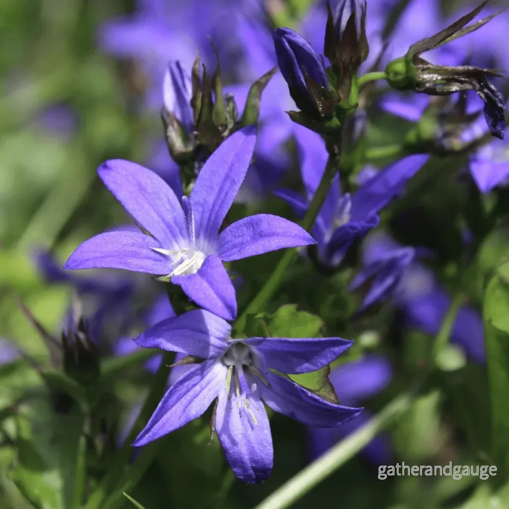 Klockväxt från murarna (Campanula poscharskyana) ’Campanula poscharskyana’ Klockväxt från murarna (Campanula poscharskyana) ’Campanula poscharskyana’