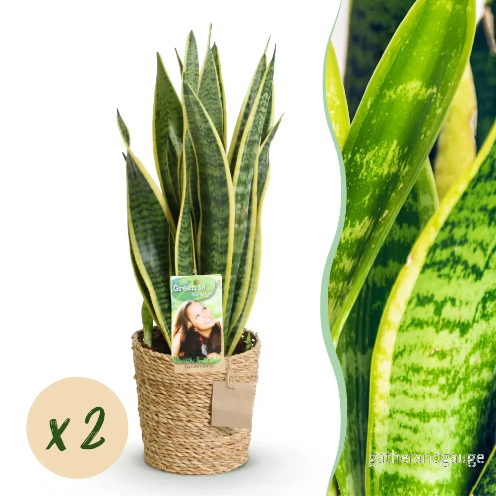 Sanseveria Laurentii – Paket med 2 – Höjd 60-70 cm - Bild 2