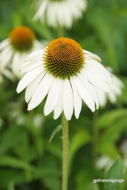 Coneflower (Echinacea purpurea) 'White Swan' - Bild 3