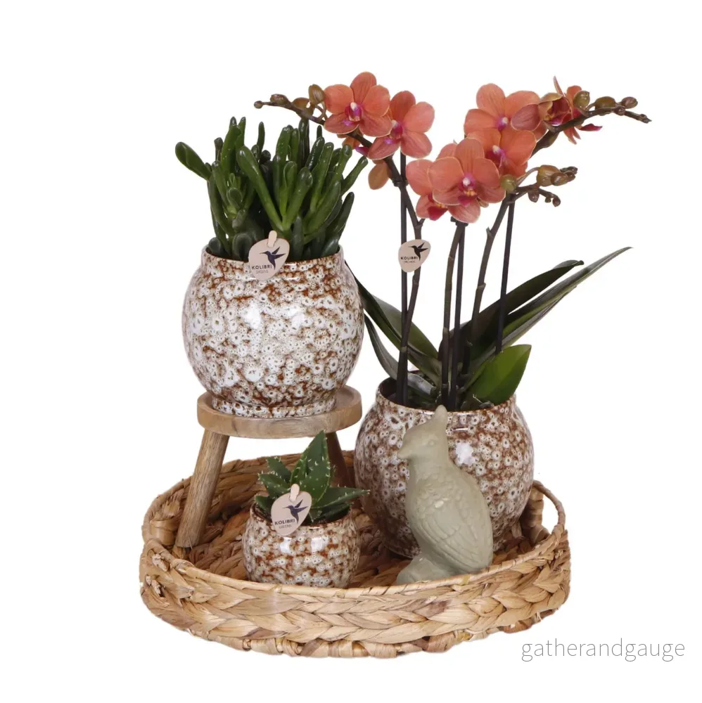 Otämjad naturlåda: Phalaenopsis orkidé och suckulenta växter