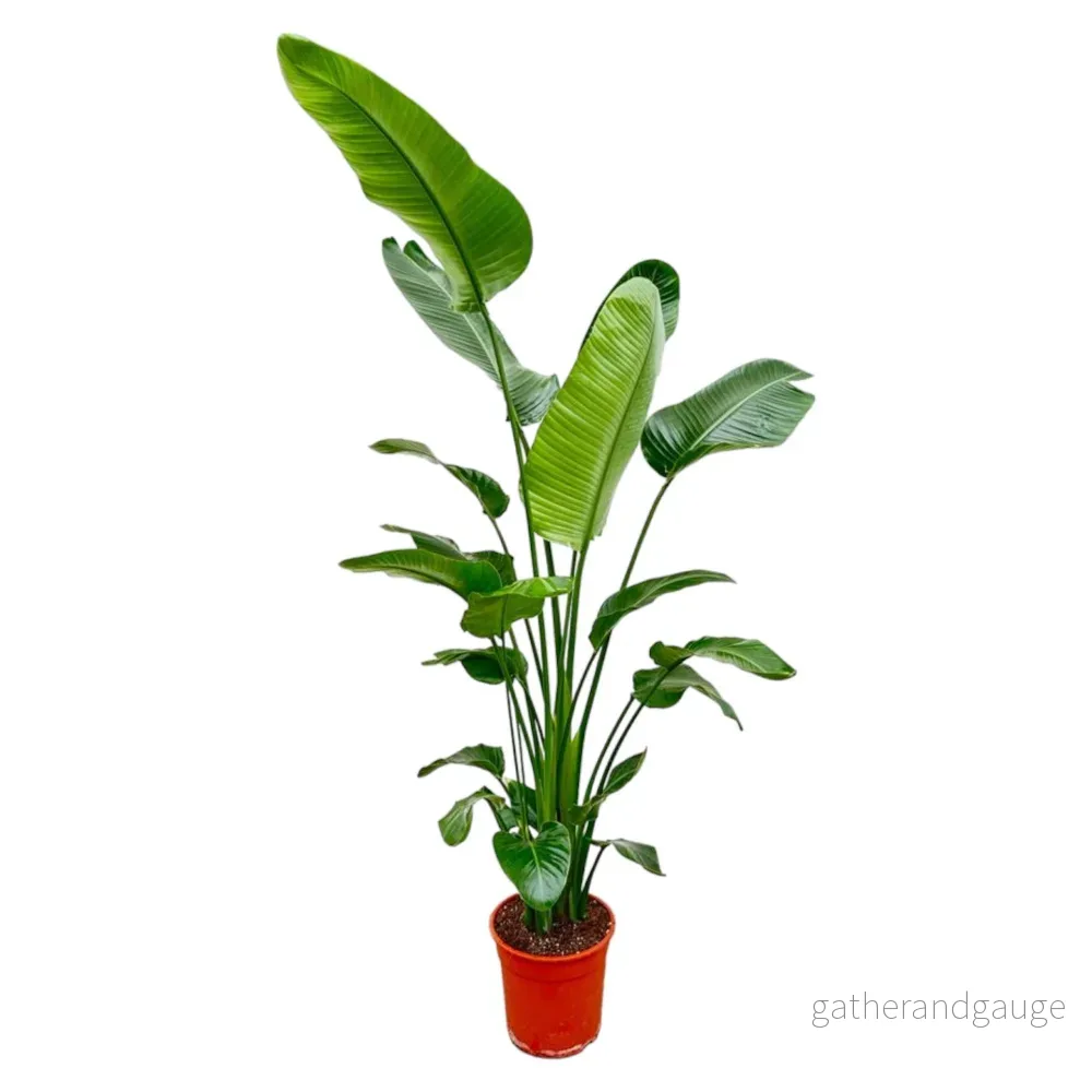 Strelitzia Nicolai – 200 cm – ø27