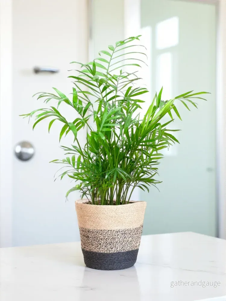 Chamaedorea Elegans och dess kruka