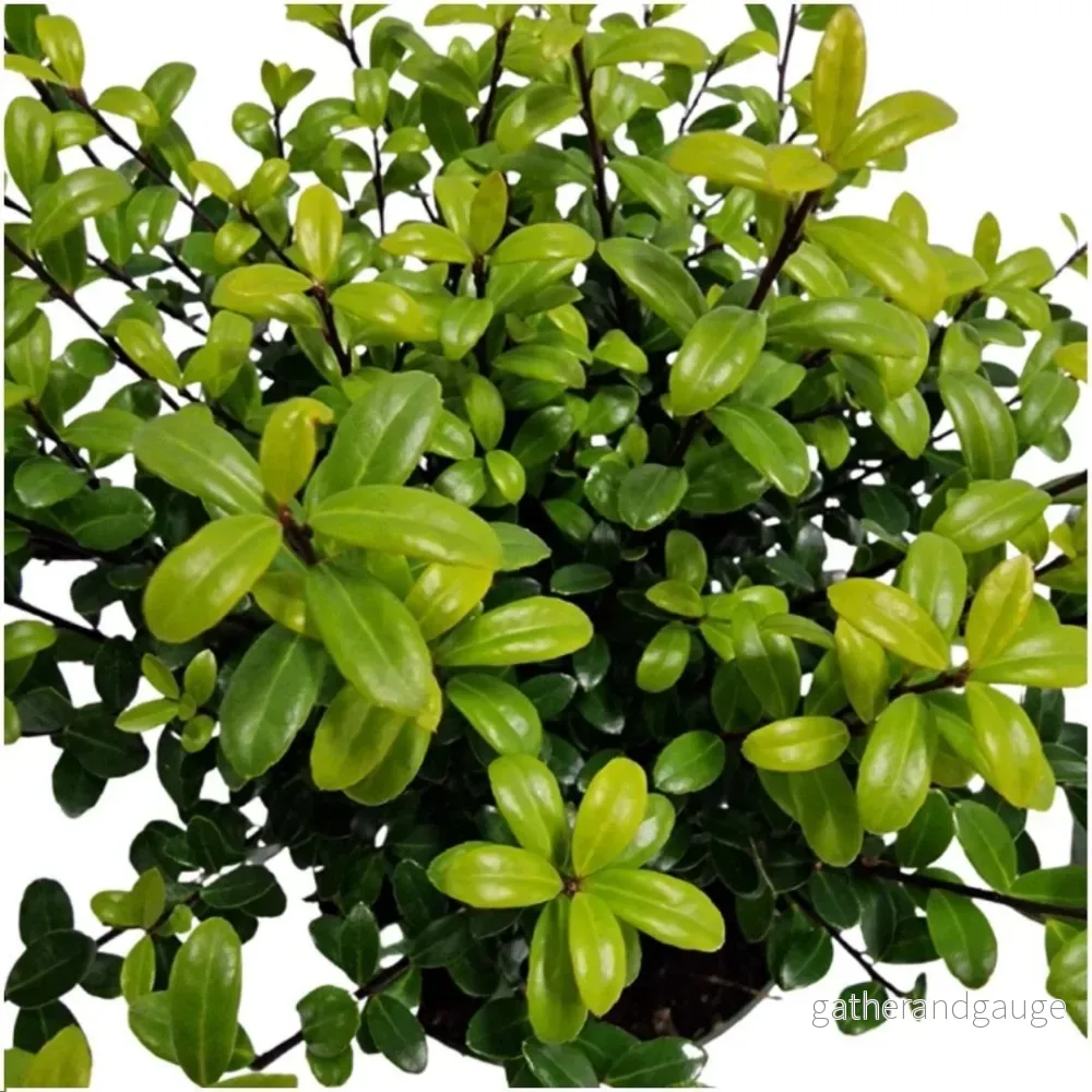 24 x Ilex crenata ’Jenny’ 24 x Ilex crenata ’Jenny’