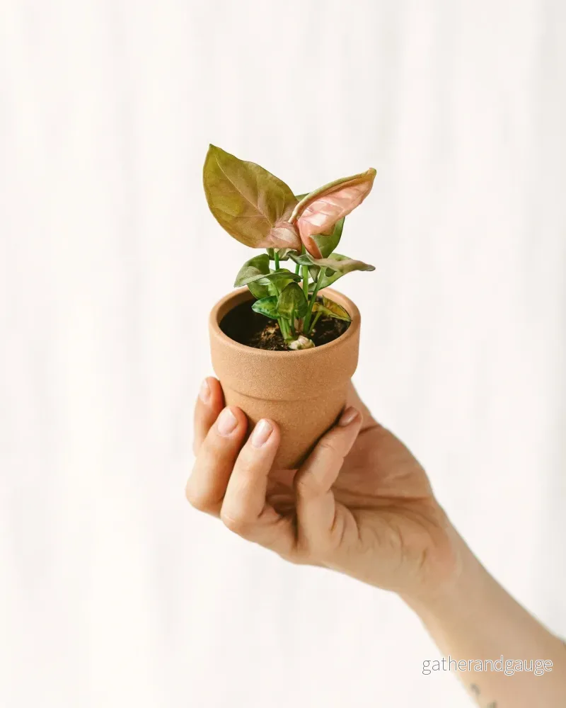 Mini Pink Syngonium Mini Pink Syngonium