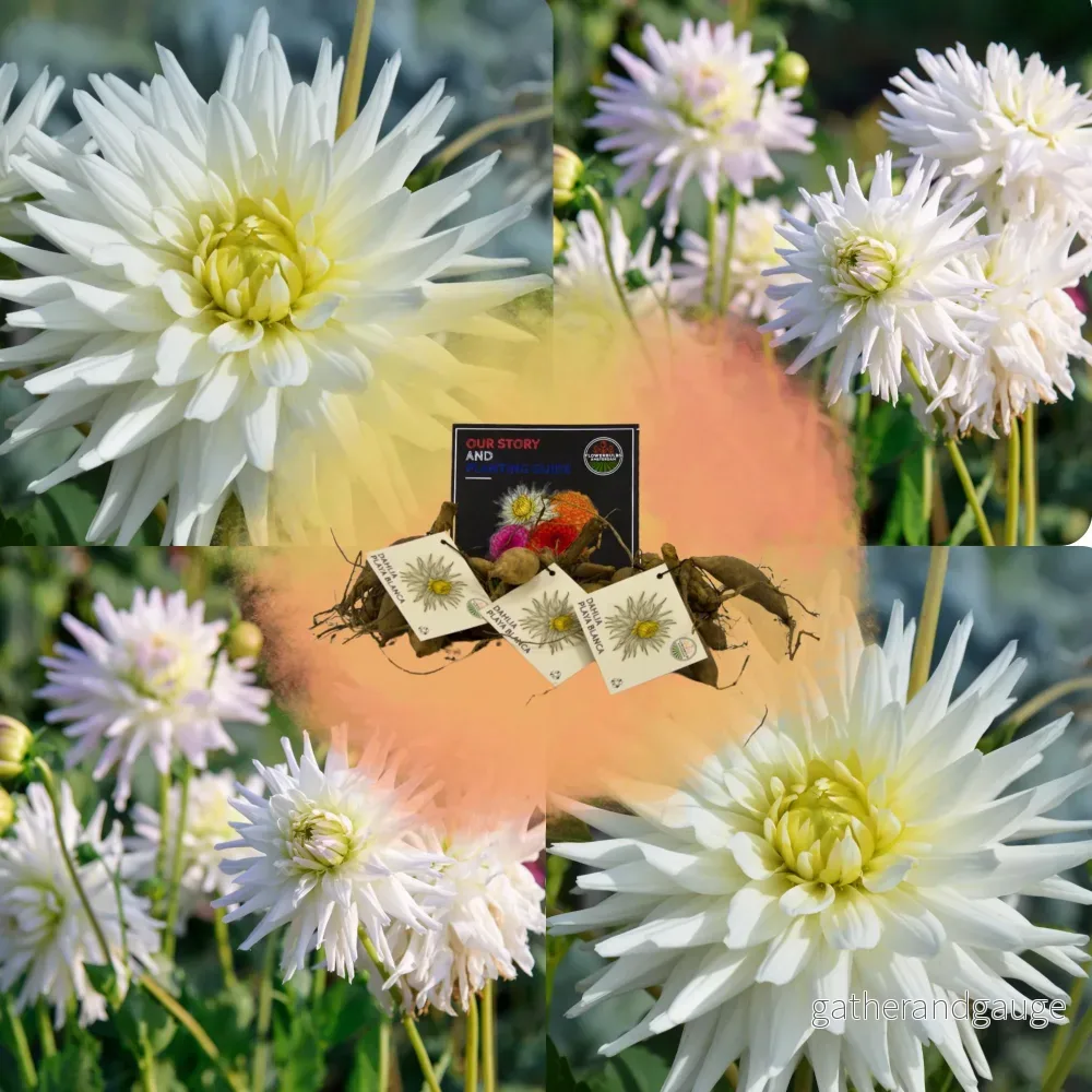 Dahlia kaktuslök Playa Blanca Dahlia kaktuslök Playa Blanca