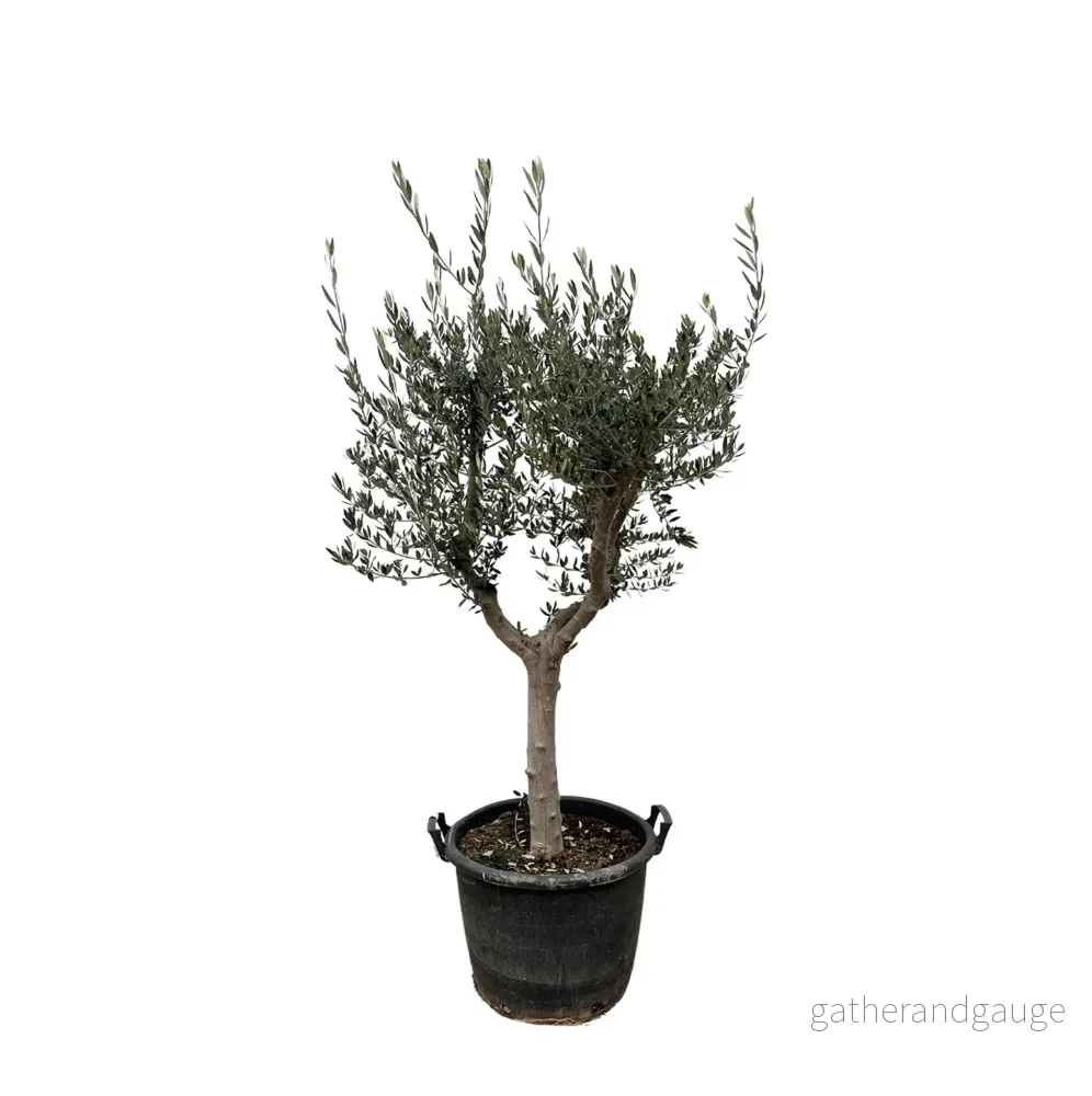 Olea Europaea Cultivo – 210cm – Ø45 Olea Europaea Cultivo – 210cm – Ø45