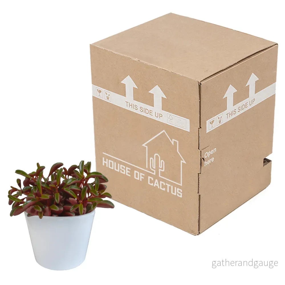 Peperomia 'graveolens' och dess vita blomkruka - Bild 3