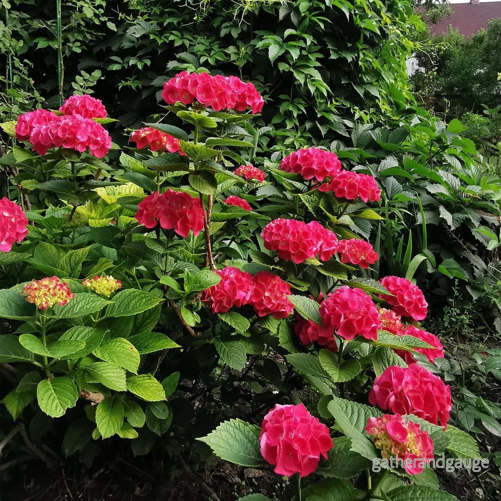 Hortensia (Hydrangea macrophylla) 'Rouge' - Röd blomsterprakt för trädgården