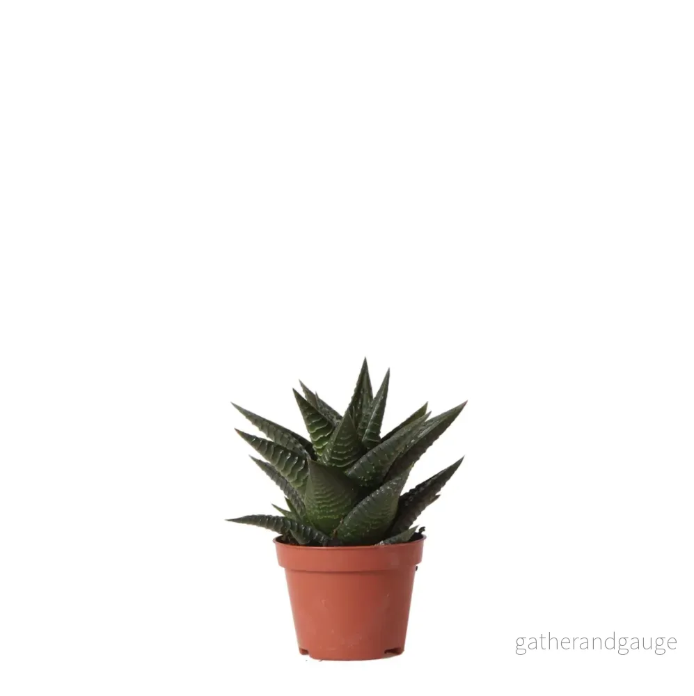 Haworthia Limifolia h11cm Haworthia Limifolia h11cm