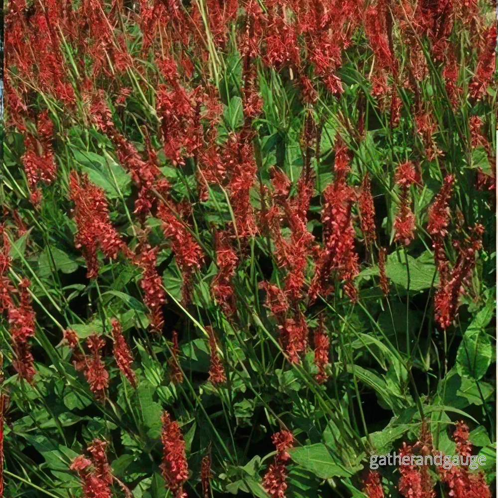 Knöterig Amplexicaulis (Persicaria amplexicaulis) 'Amplexicaulis'
