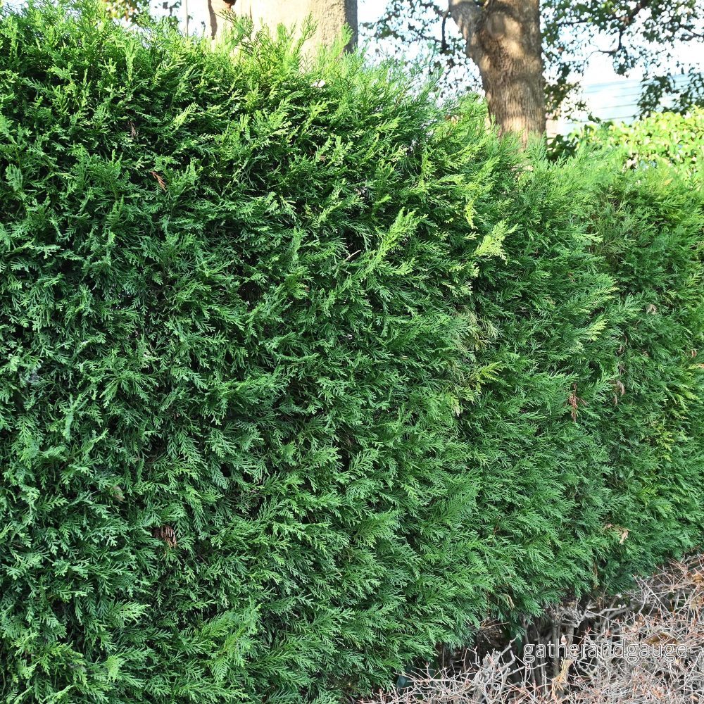 Cyprusgran Leylandii (× Cupressocyparis leylandii) 'Leylandii'