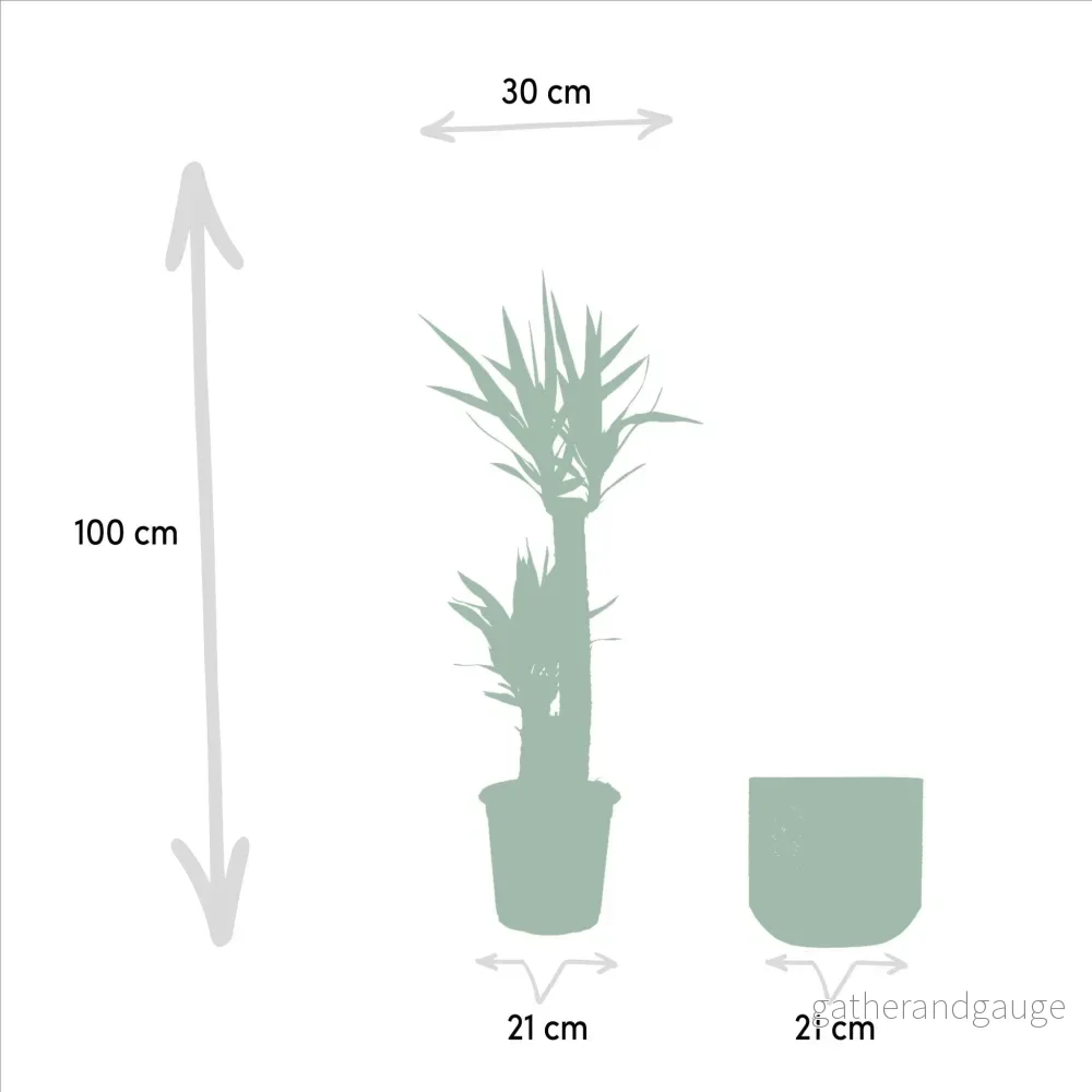 Yucca och dess cache h100cm - Bild 2