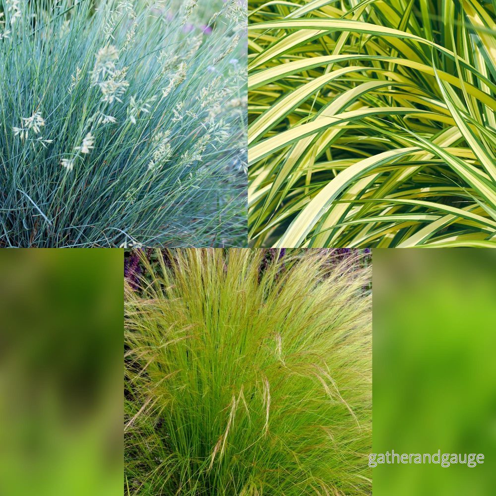 Prydnadsgräs (Festuca Glauca, Carex Oshimensis, Stipa Tenuissima) 'Intense Blue, Evergold, Pony Tails' - Bild 3