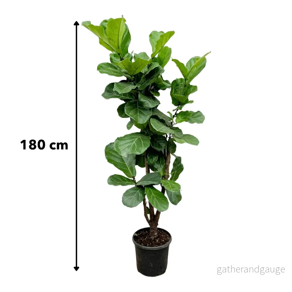 Ficus Lyrata vertakt - 180cm - ⌀30 - Bild 3