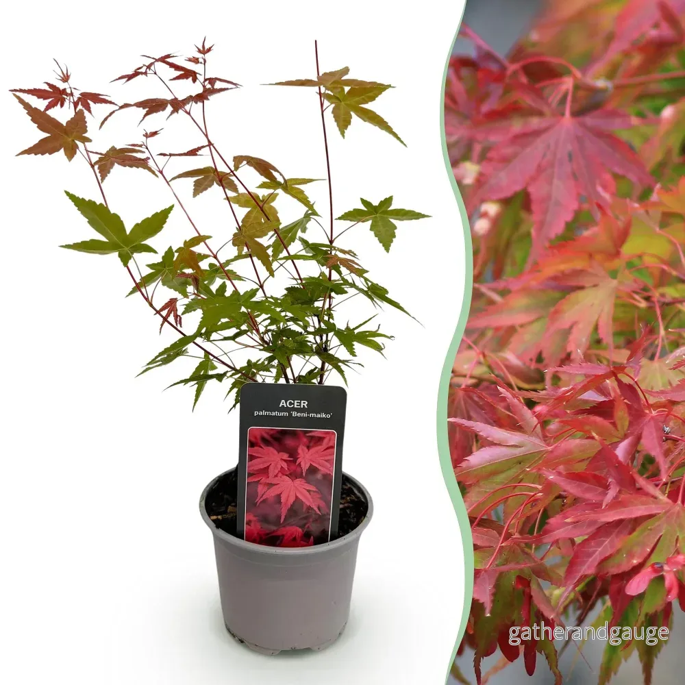 Japansk Lönn (Acer palmatum) 'Beni-maiko' - Bild 2
