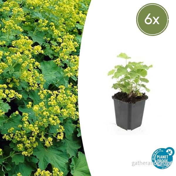 Alchemilla Mollis (Allmän Alchemilla) 'Mollis' - Bild 2