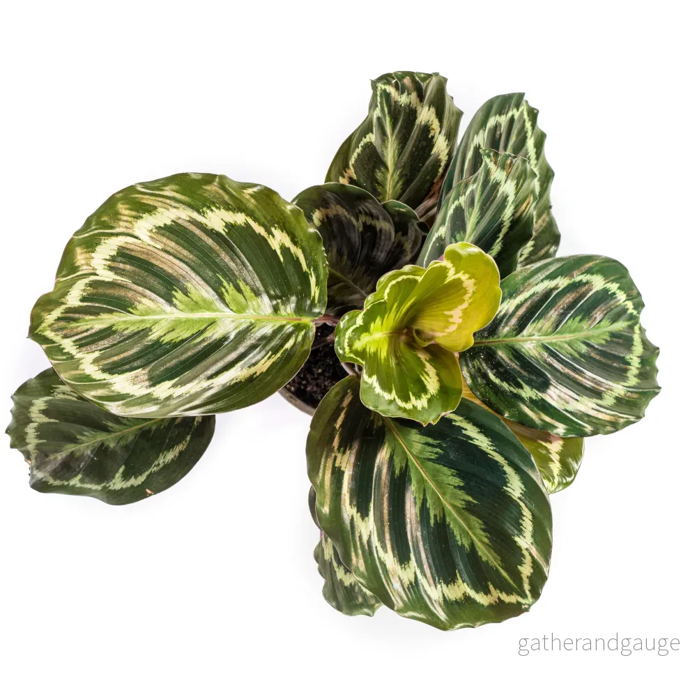 Calathea Medallion Ø17cm - ↕40 - 50cm - Bild 2