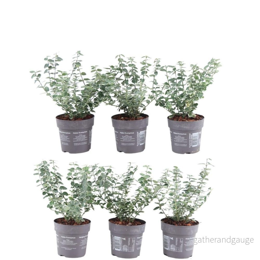 Euonymus - Bild 2