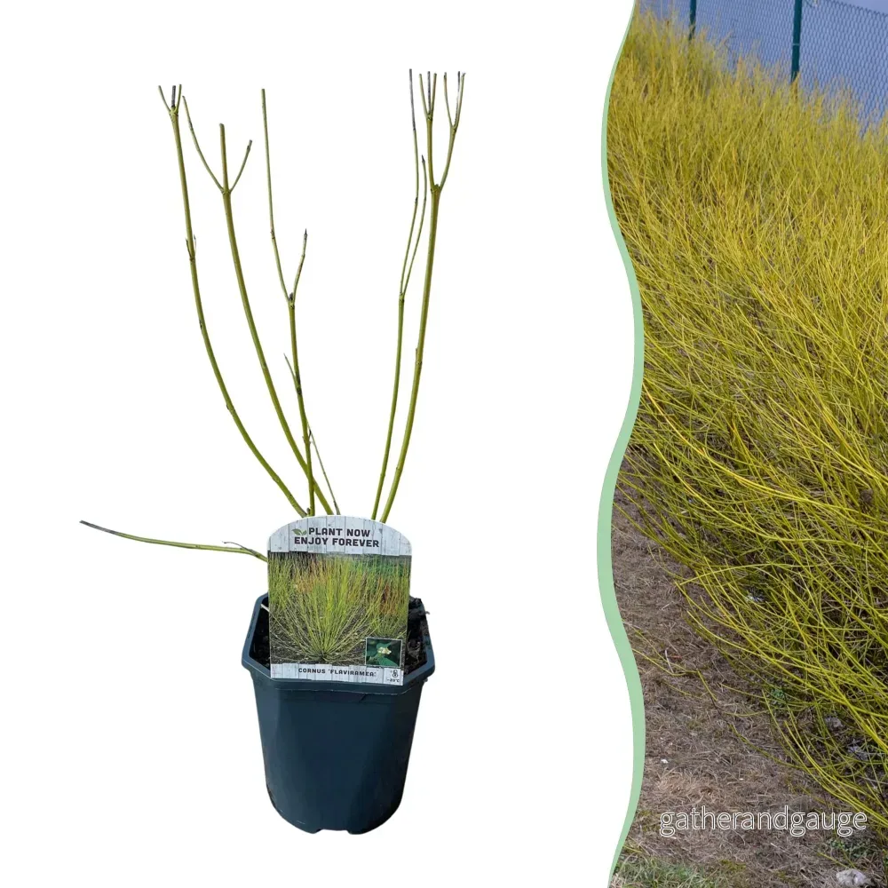 Kornell Vit (Cornus sericea) 'Flaviramea' - Bild 2