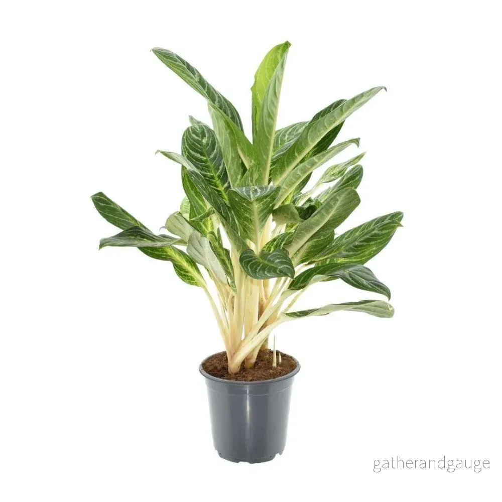 Aglaonema Keylime - Bild 2