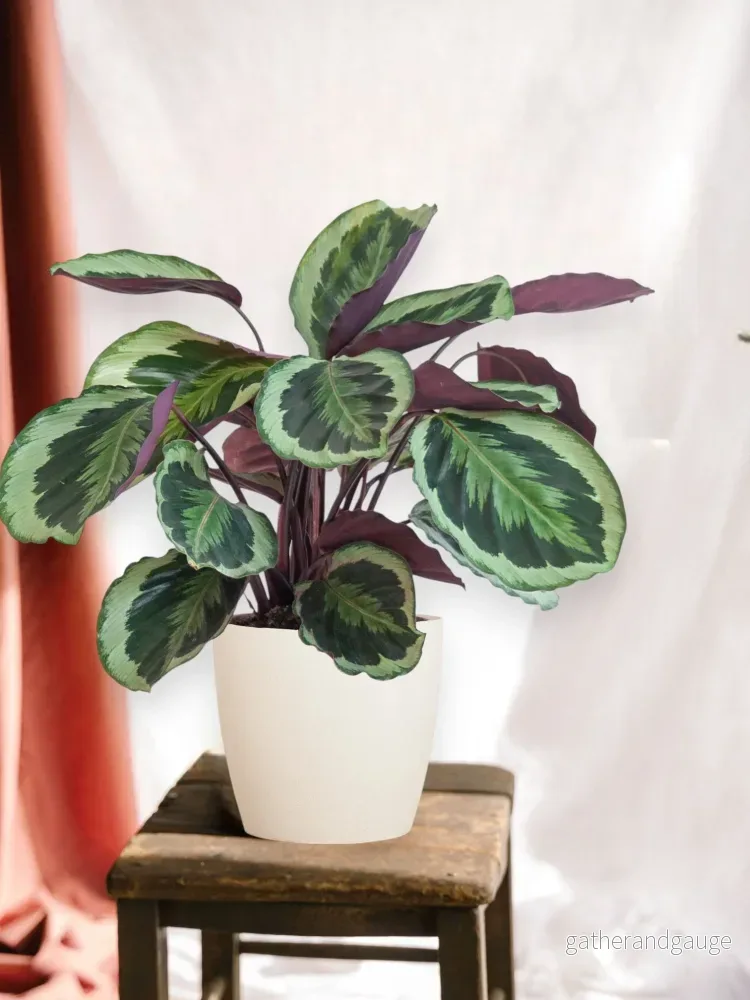 Calathea Medaillon och dess kruka - Bild 2