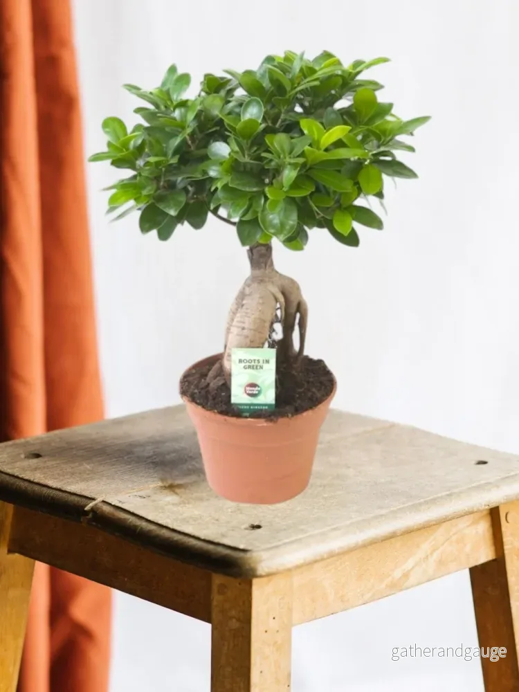 Ficus Microcarpa Ginseng Ficus Microcarpa Ginseng