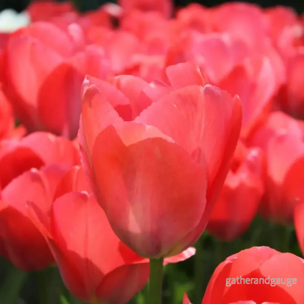 Dutch Mix - Blomlökar - 40 enheter för 1 m² - Bild 3