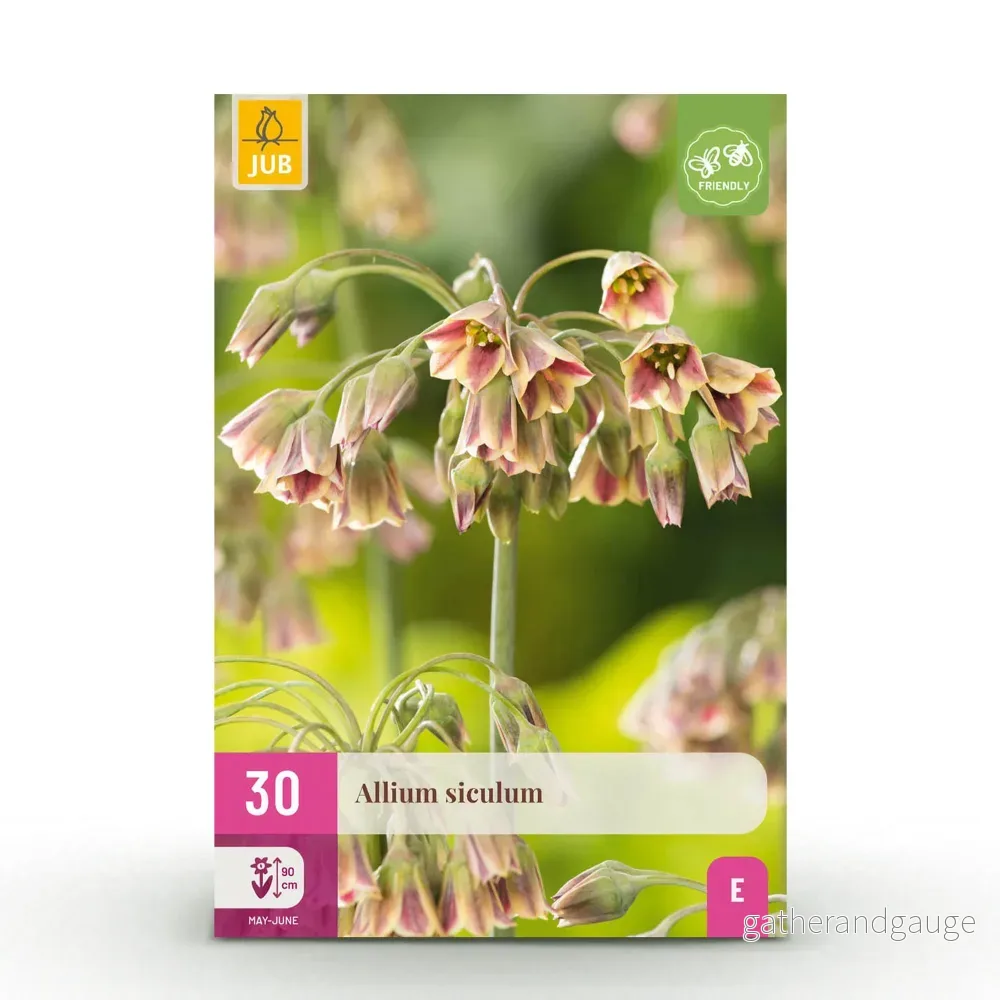Green boutiQ - Bloembollen - Allium Siculum - Kleur Roze - 30 stuks - Bolmaat 8/10 - XXL Pack