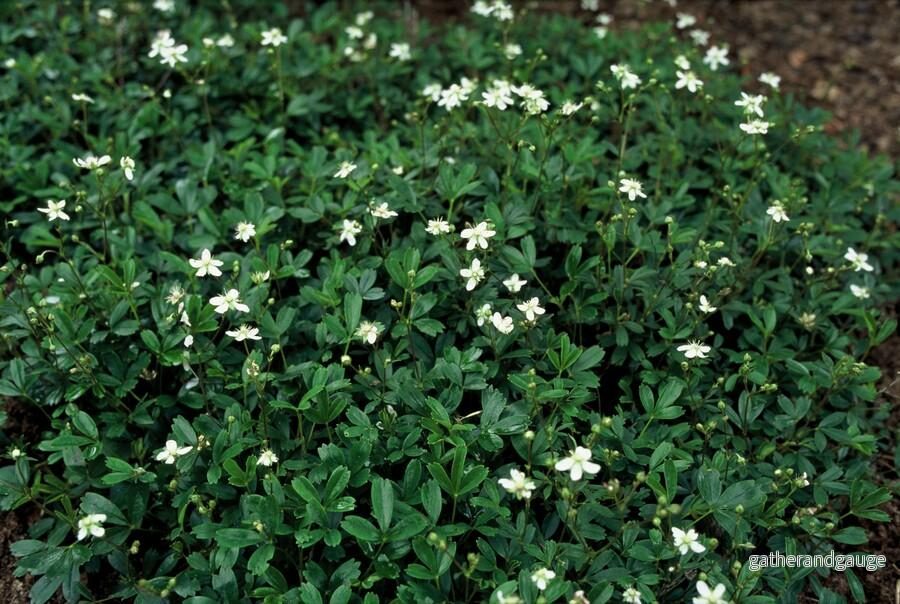 Treklöver (Potentilla tridentata) 'Nuuk'