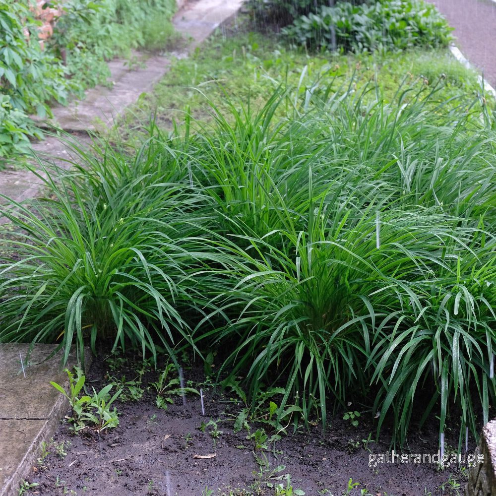 Japansk Starr (Carex morrowii) ’Irish Green’ Japansk Starr (Carex morrowii) ’Irish Green’