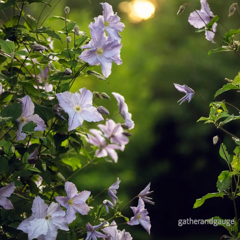 Clematis (Clematit) ’Blue Angel’ Clematis (Clematit) ’Blue Angel’
