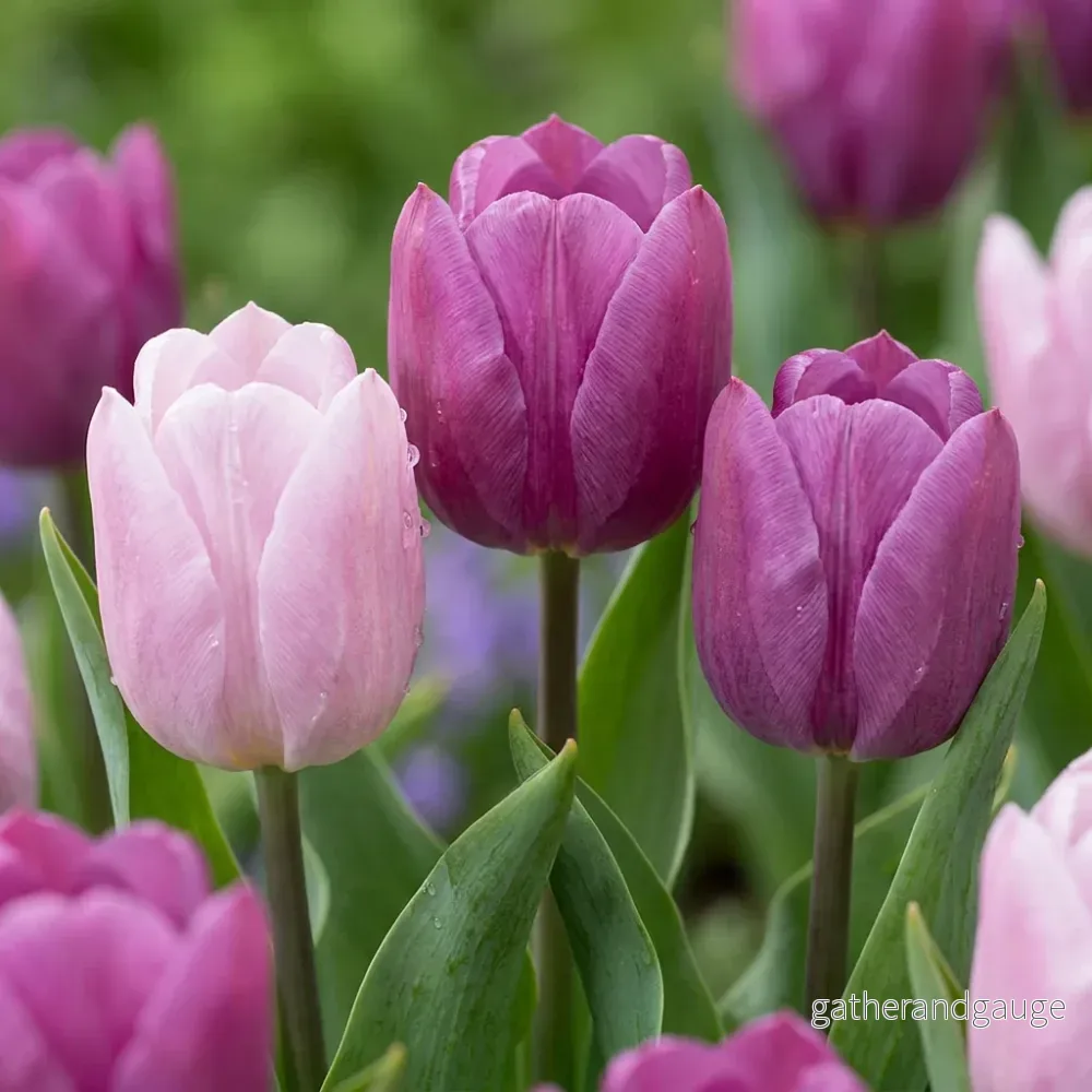 Tulipe Prince en mélange