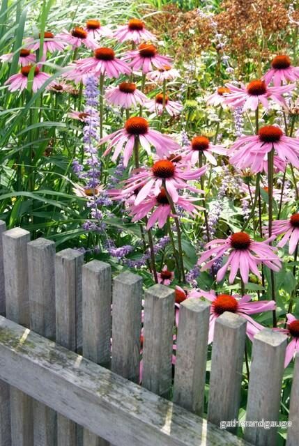 Purpurkornblomma (Echinacea purpurea) 'Magnus' - Bild 3