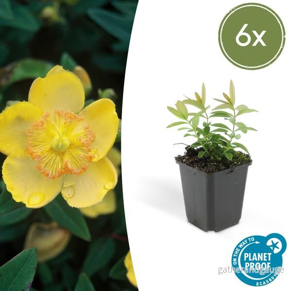 Stora Johannesört (Hypericum calycinum) 'Stora Johannesört' - Bild 2