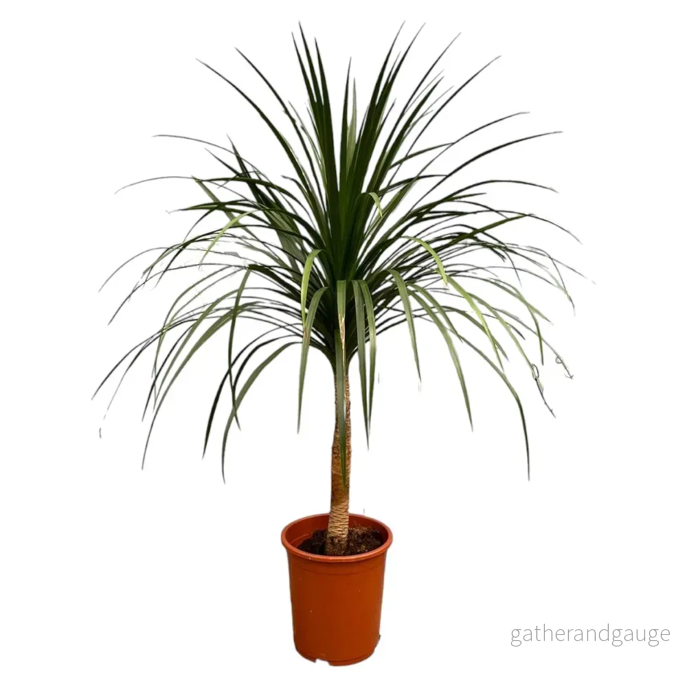 Dracaena Draco - 120cm - ø30 - Bild 2