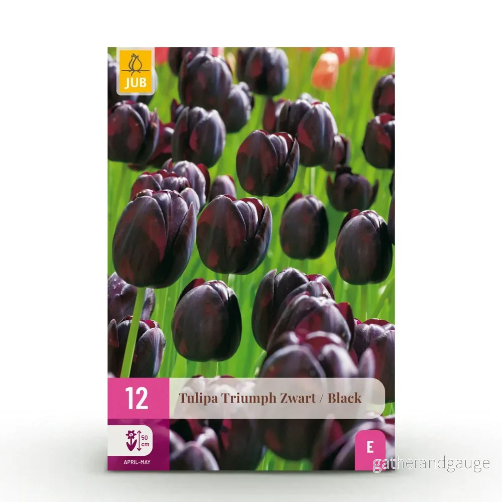 Green boutiQ – Bloembollen – Tulp Triumph Black – Kleur Donker Paars – 15 stuks – Bolmaat 11/12 – XXL Pack