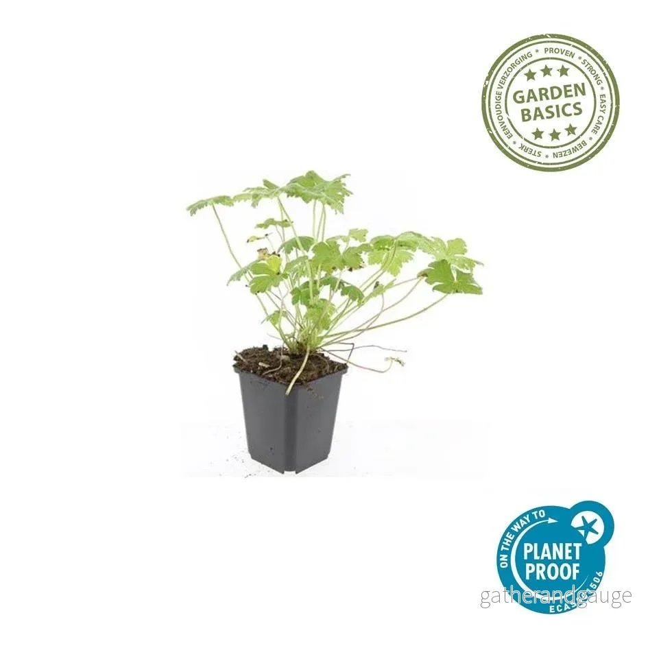 Storkransbusken (Geranium macrorrhizum) 'Czakor' - Bild 3