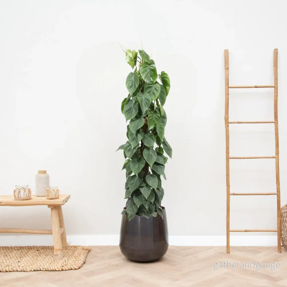 Philodendron Scandens på spel - Bild 3