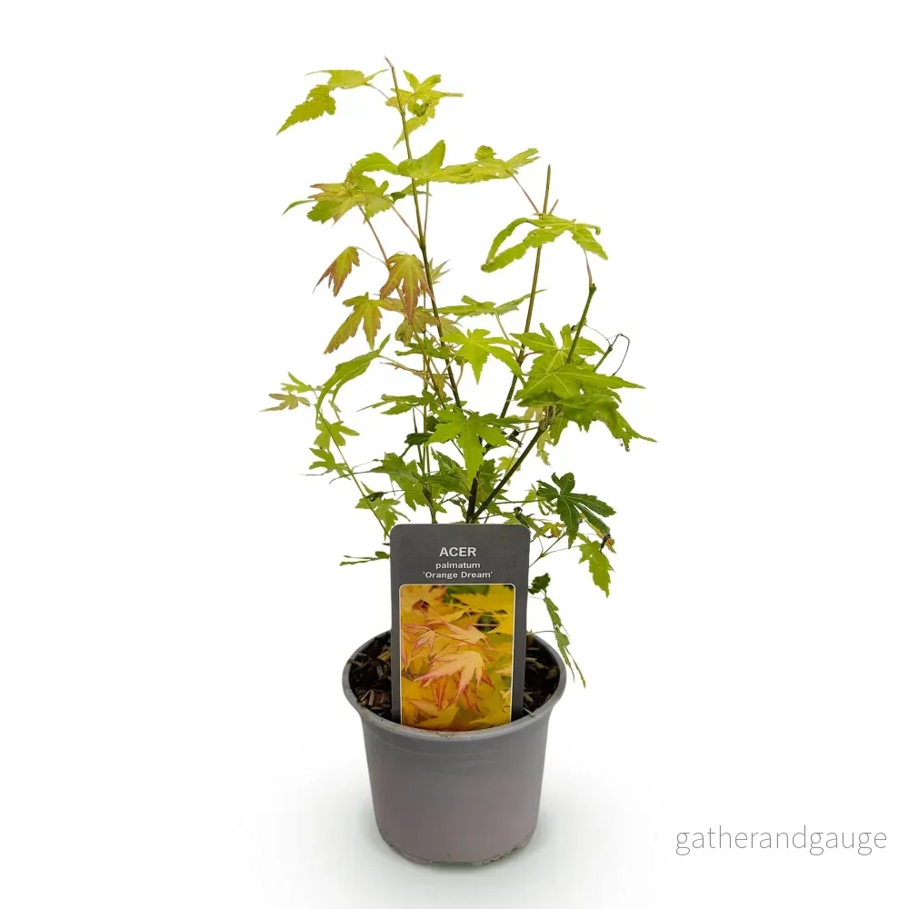 Japansk Lönn (Acer palmatum) 'Orange Dream' - Bild 3