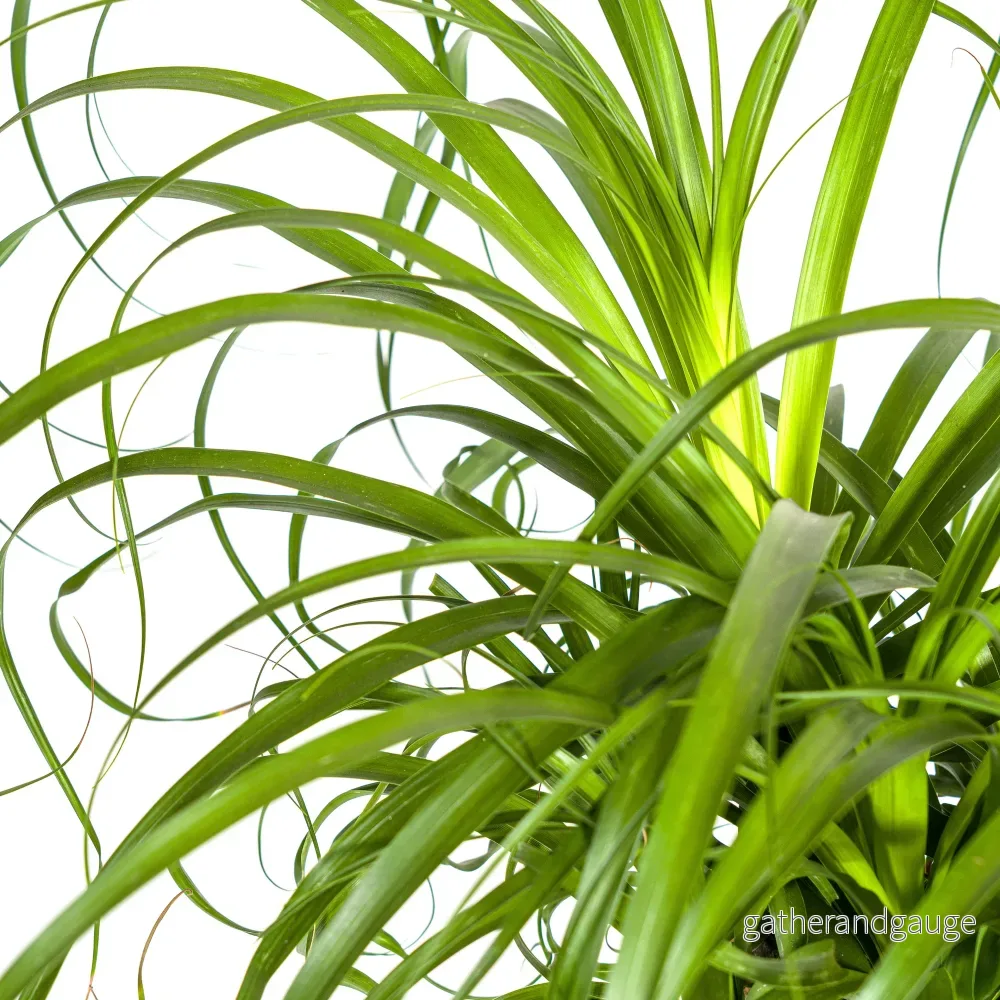 Beaucarnea Recurvata Stam met mand Ø24cm - ↕80 - 100cm - Bild 3