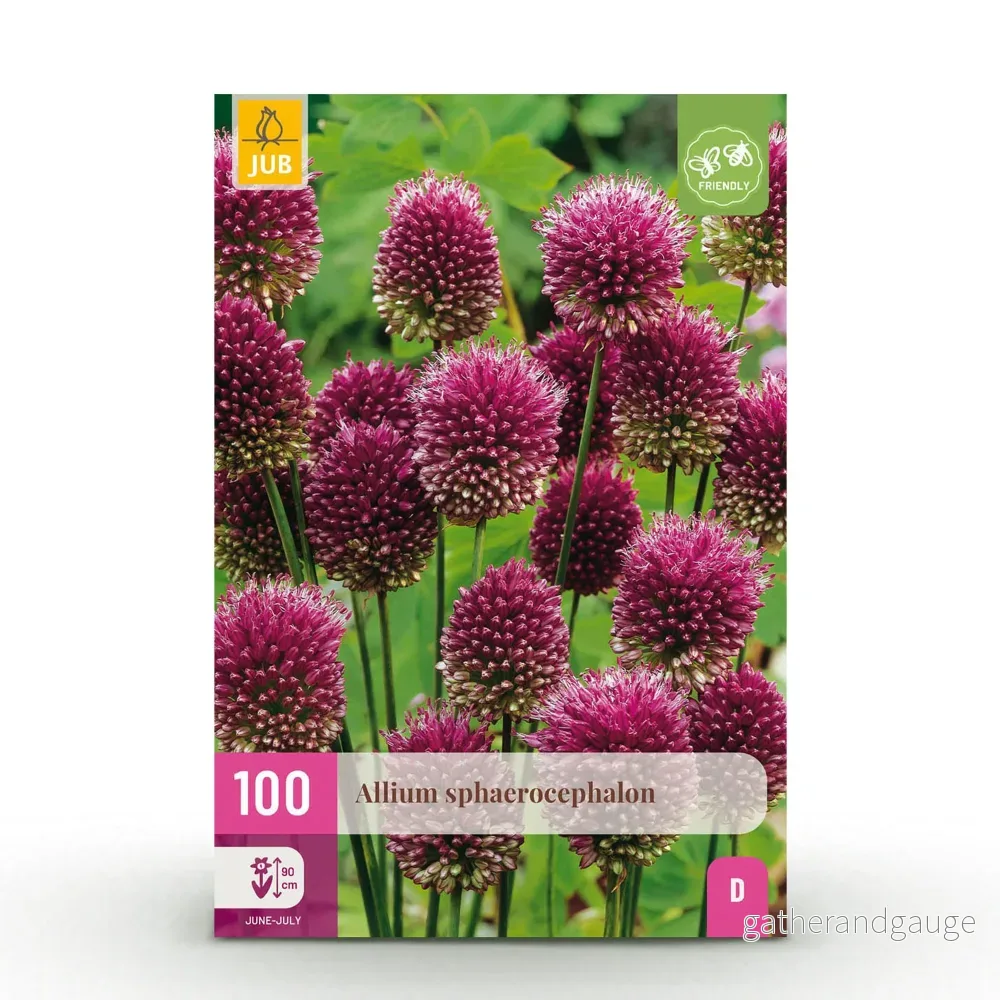 Green boutiQ - Bloembollen - Allium Sphaerocephalon - Kleur Paars - 100 stuks - Bolmaat 5/6 - XXL Pack
