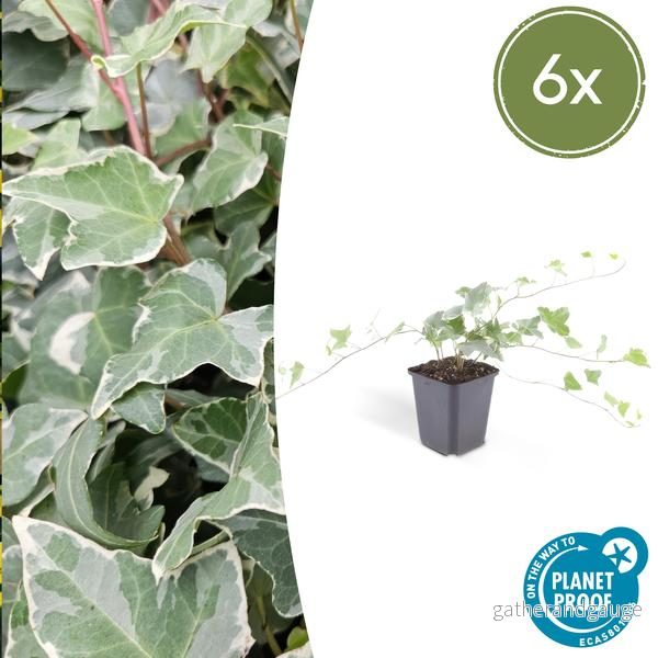 Vanlig Murgröna (Hedera helix) 'Glacier' - Bild 2