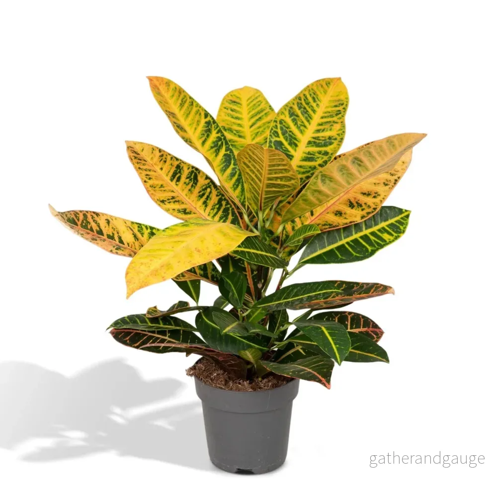 Codiaeum Petra Krotong - Bild 3
